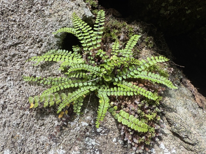 Calcareous maidenhair spleenwort (Asplenium quadrivalens) growing in Lohjansaari, Lohja