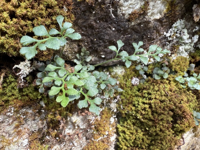 Wall-rue (Asplenium ruta-muraria) growing in Lohjansaari, Lohja