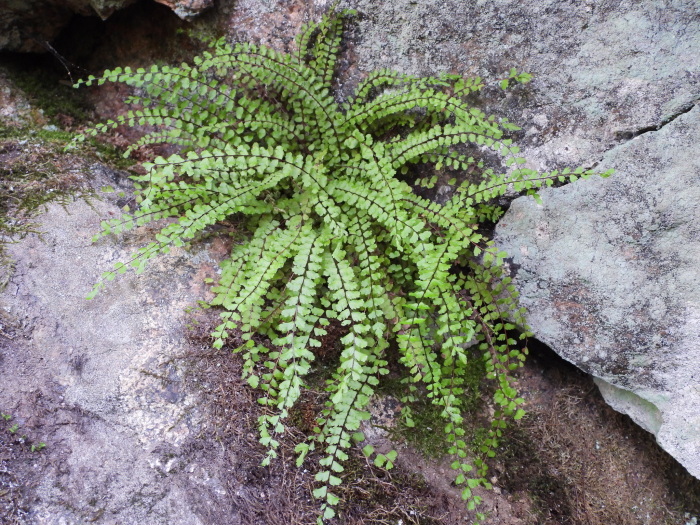 Delicate maidenhair spleenwort (Asplenium trichomanes) growing in Pyölynmäki, Salo