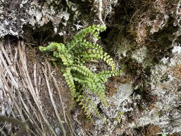 Asplenium viride growing in Kontiolahti, North Karelia