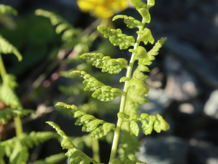 Alpine ladyfern (Pseudathyrium alpestre) growing at Kilpisjärvi, Enontekiö