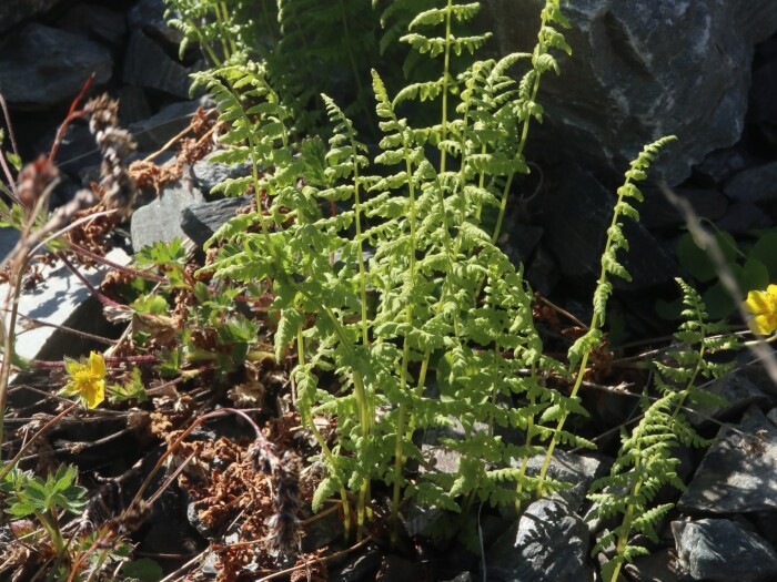 Alpine ladyfern (Pseudathyrium alpestre) growing at Kilpisjärvi, Enontekiö