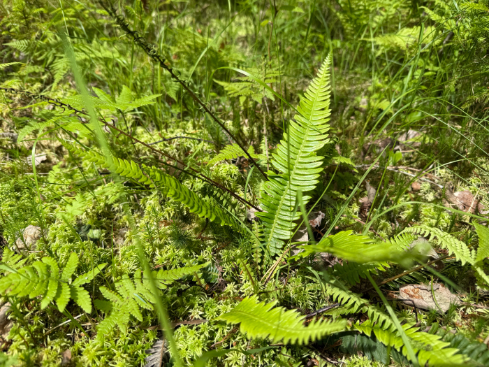 Western deer fern (Struthiopteris spicant) growing in Mikkelä, Espoo