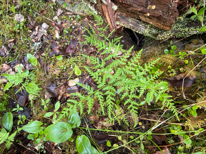 Mountain bladder-fern (Cystopteris montana) growing at Oulanka, Kuusamo