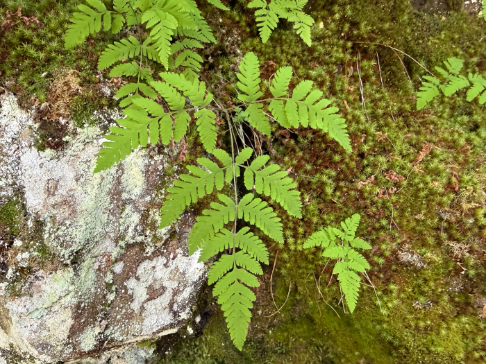 Nahanni oak fern (Gymnocarpium continentale) growing at Oulanka, Kuusamo