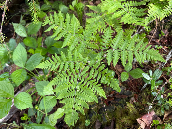 Limestone oak fern (Gymnocarpium robertianum) growing at Oulanka, Kuusamo