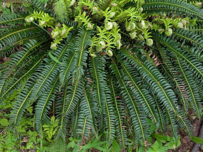 Northern hollyfern (Polystichum lonchitis) growing at Kilpisjärvi, Enontekiö