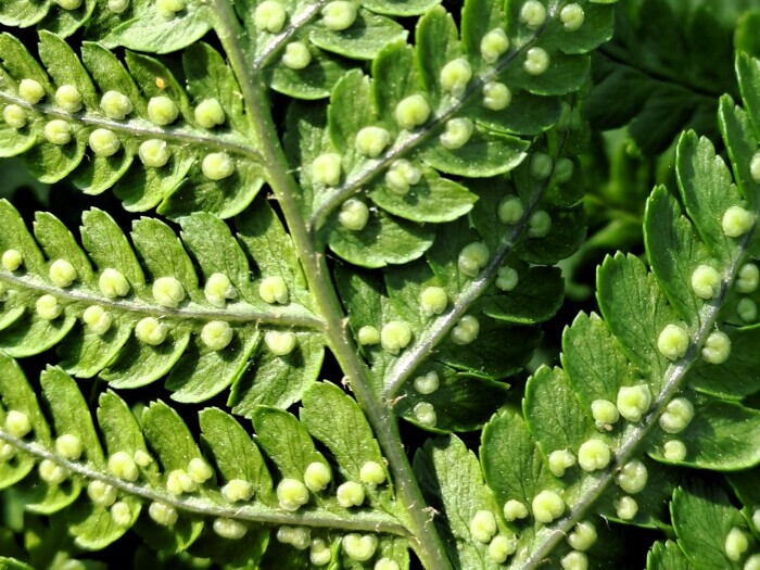 Common woodfern (Dryopteris filix-mas) sporangia