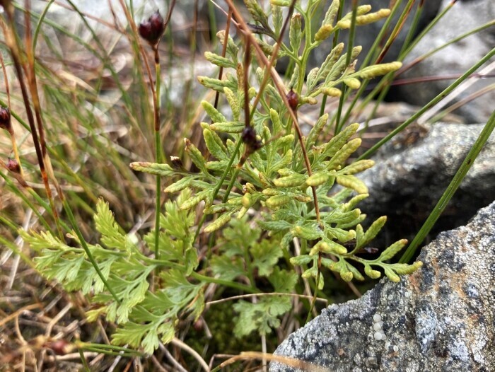Parsely fern (Cryptogramma crispa) growing on Pallastunturi, Muonio