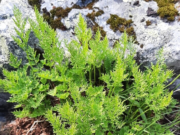 Parsely fern (Cryptogramma crispa) growing on Pallastunturi, Muonio