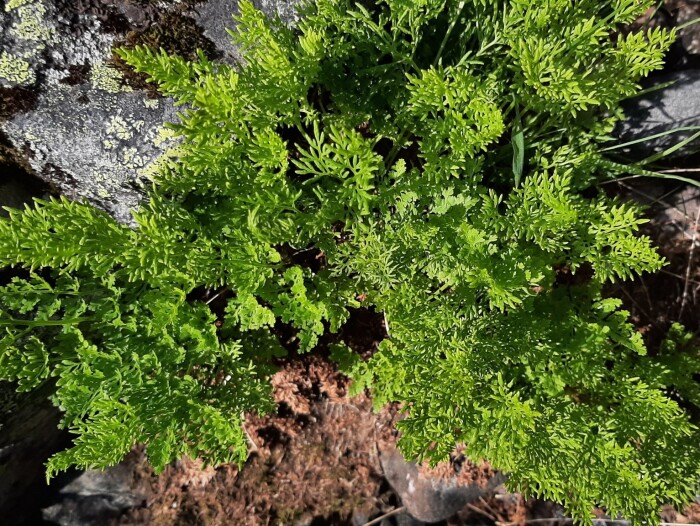 Parsely fern (Cryptogramma crispa) growing on Pallastunturi, Muonio