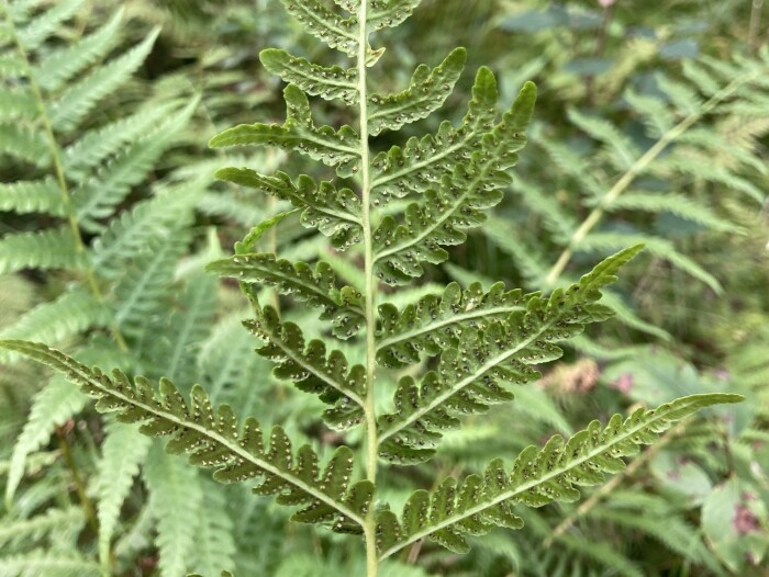 Lemon-scented Mountain Fern (Oreopteris limbosperma) sporangia