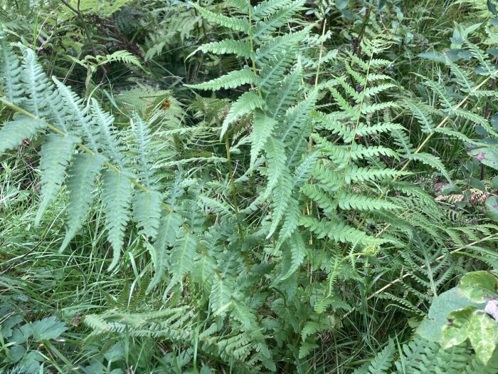 Lemon-scented Mountain Fern (Oreopteris limbosperma) growing in Mikkelä, Espoo