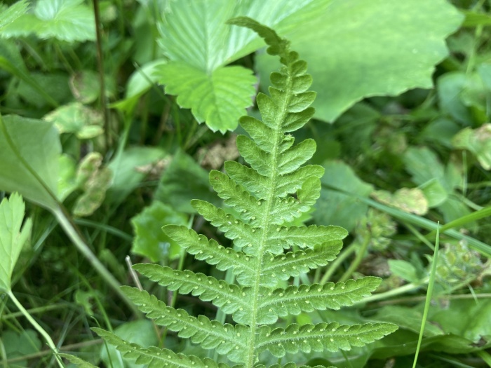 Northern beech fern (Phegopteris connectilis) sporangia