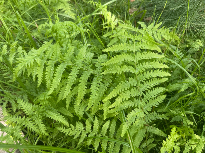 Eurasian marsh fern (Thelypteris palustris) growing in Laaksolahti, Espoo