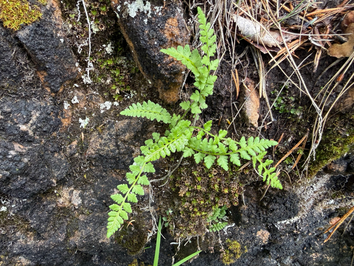Alpine woodsia (Woodsia alpina) growing at Oulanka, Kuusamo