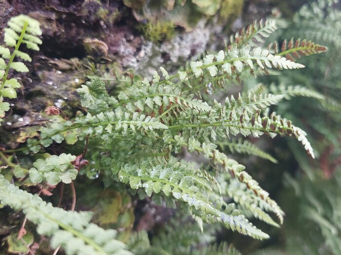 Smooth woodsia (Woodsia glabella) growing in Laitila, Kuusamo